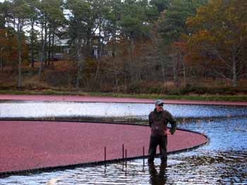 Cape Cod Cranberry Tour